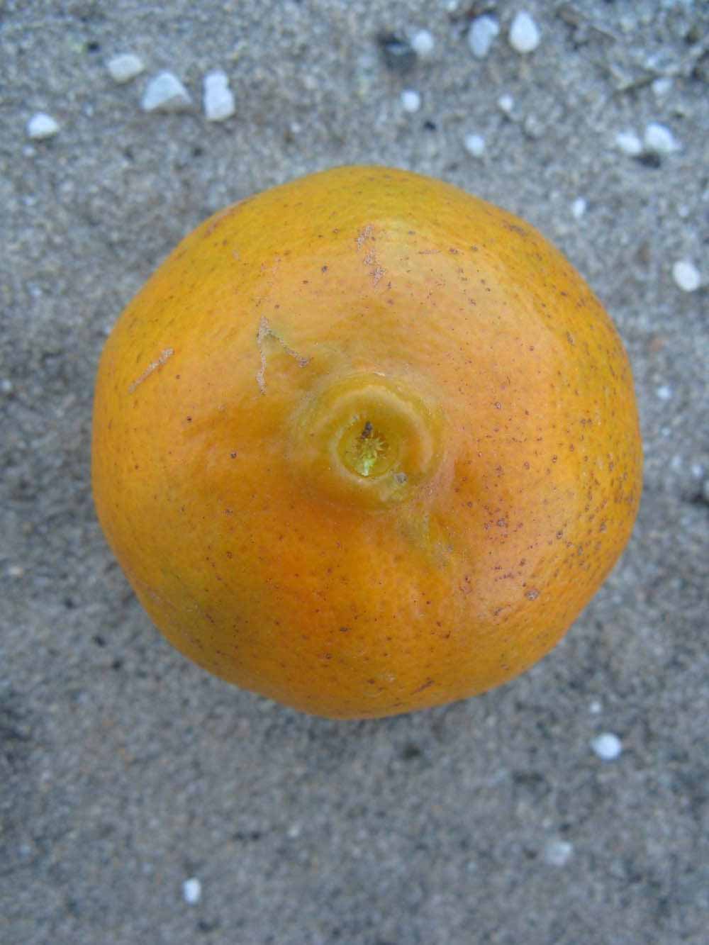              Fruit (Winter Haven, FL)       